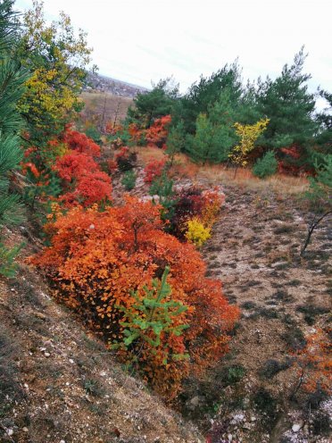 Осенняя палитра